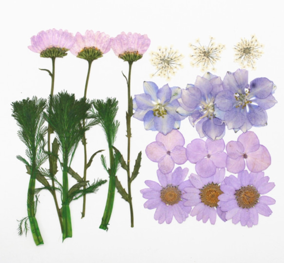 ドライフラワー　押し花　DIY用　薄紫系セット 2枚目の画像
