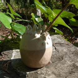 花器　食虫植物　ハエトリソウ　多肉植物　 3枚目の画像