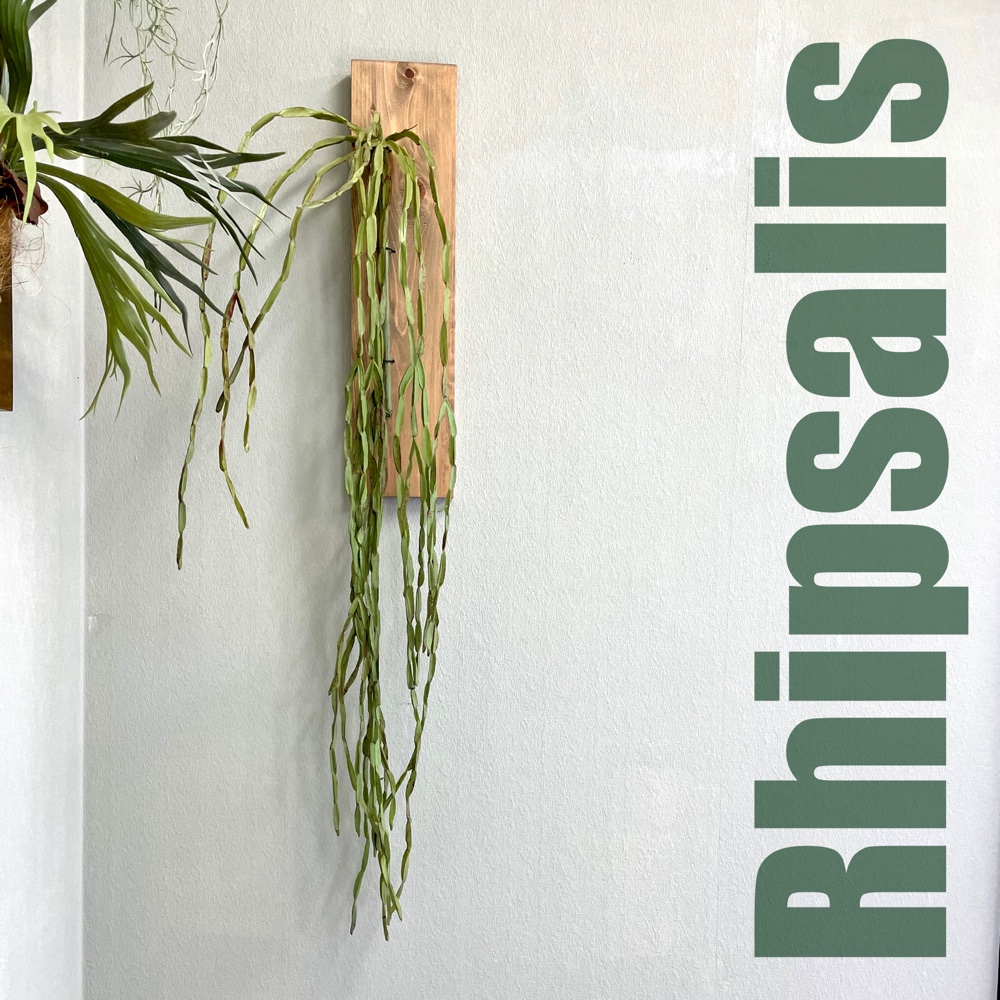 ❁Botanical collection❁リプサリスのウォールデコ【30718】