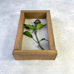 ❁Botanical Collection ❁Wood Box 実付きへデラ【31006】 2枚目の画像