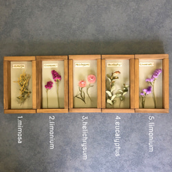 Botanical Collection＊Wood Box＊リモニウム ピンク[Or-Wb2] 4枚目の画像