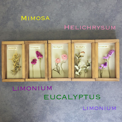 Botanical Collection＊Wood Box＊リモニウム ピンク[Or-Wb2] 7枚目の画像