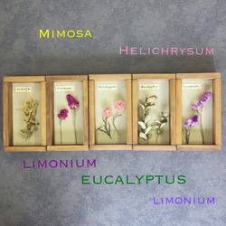 Botanical Collection＊Wood Box＊リモニウム 紫[Or-Wb5] 7枚目の画像