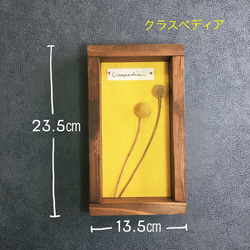 ❁Botanical Collection ❁Wood Box 【#1991】壁色：イエロー 4枚目の画像