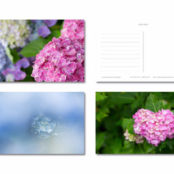 ポストカード／写真　紫陽花　選べる3枚セット 1枚目の画像