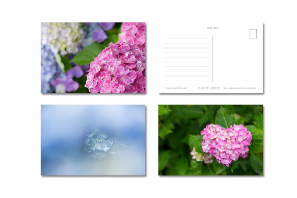 ポストカード／写真　紫陽花　選べる3枚セット 1枚目の画像
