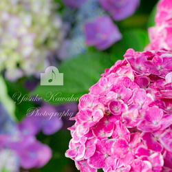 ポストカード／写真　紫陽花　選べる3枚セット 2枚目の画像