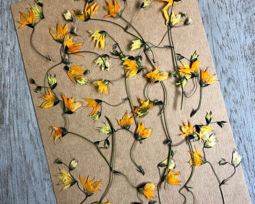 押し花素材】メラスフェルラ その他素材 風花実｜押し花アート額