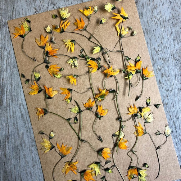 押し花素材】メラスフェルラ その他素材 風花実｜押し花アート額