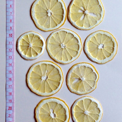 レモンスライス 押し花素材（押し花パック）中 5枚目の画像