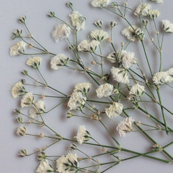 押し花素材】かすみ草（白） その他素材 風花実 通販 3918979