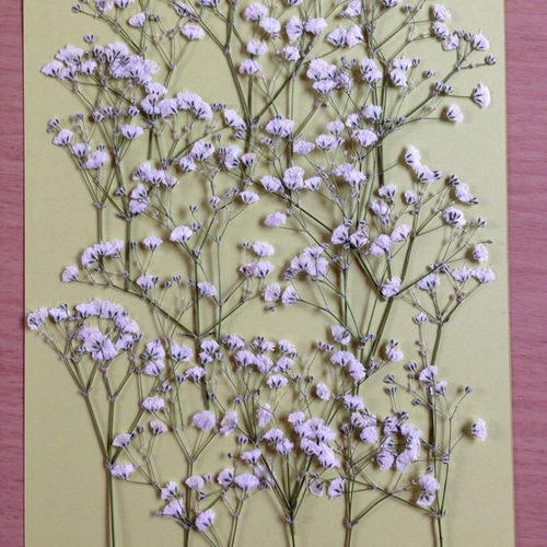 押し花素材】かすみ草（白） その他素材 風花実 通販 3918979