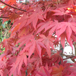 モミジ 赤 押し花素材（押し花パック）中 4枚目の画像