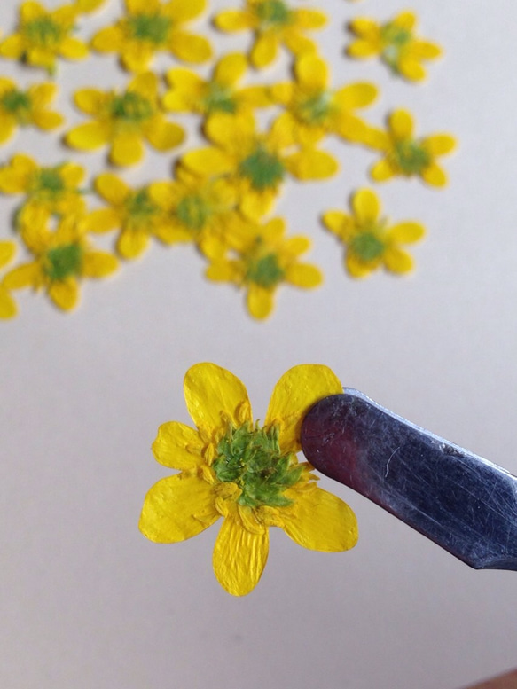 へびイチゴのお花（押し花パック）小 3枚目の画像