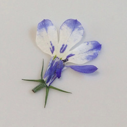 水彩ロベリア 押し花素材（押し花パック）小 5枚目の画像