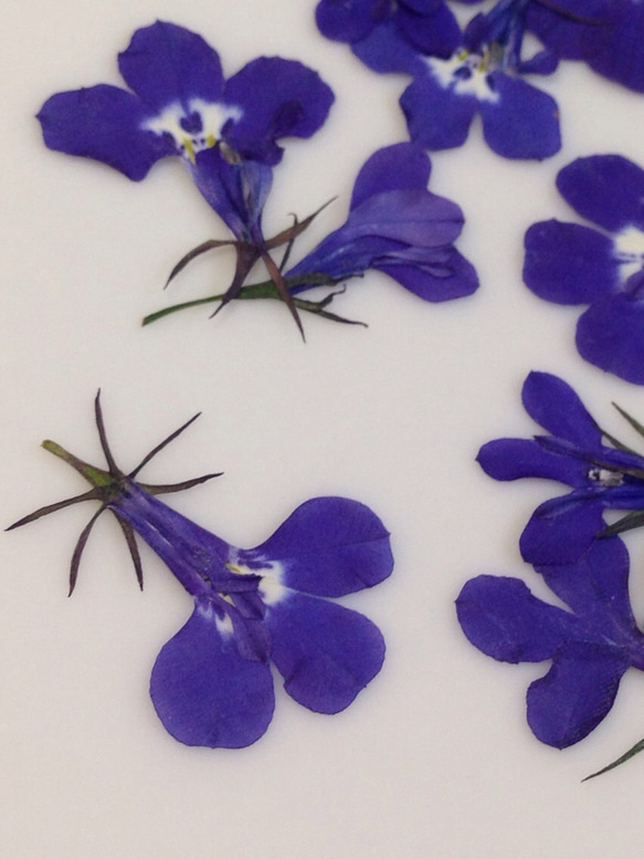 ブルーのロベリア 押し花素材（押し花パック）小 2枚目の画像