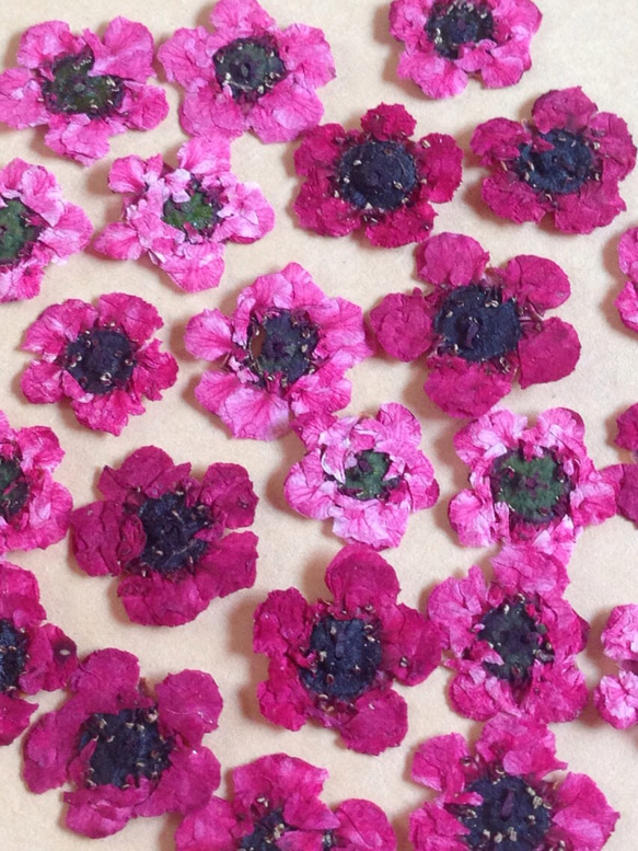 ビビットピンクのお花 押し花素材（押し花パック）小 1枚目の画像