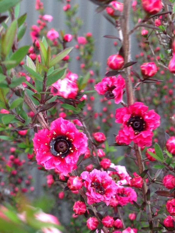 ビビットピンクのお花 押し花素材（押し花パック）小 5枚目の画像