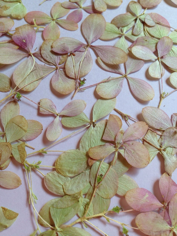 秋色紫陽花 押し花素材（押し花パック）中 1枚目の画像