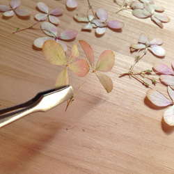 秋色紫陽花 押し花素材（押し花パック）中 2枚目の画像