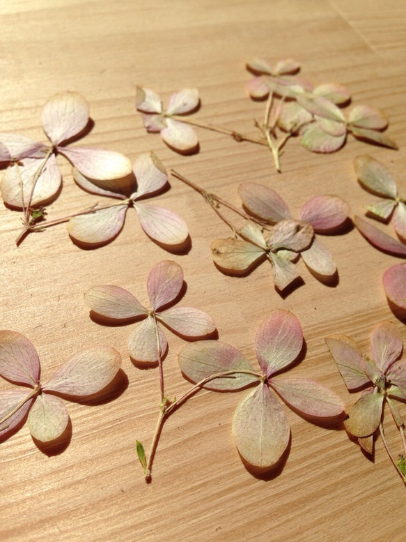 秋色紫陽花 押し花素材（押し花パック）中 3枚目の画像