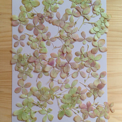 秋色紫陽花 押し花素材（押し花パック）中 5枚目の画像
