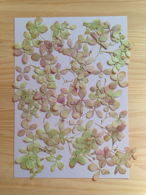 秋色紫陽花 押し花素材（押し花パック）中 5枚目の画像