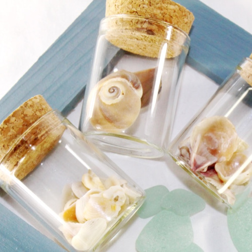 天然貝殻瓶詰め3点セット その他雑貨 HatoMugi 通販 3991546｜Creema