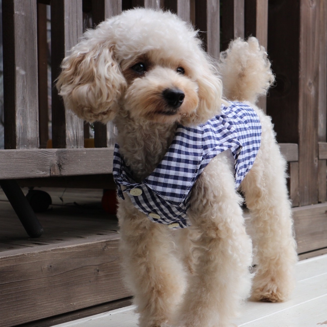 2匹セット 犬服 襟付きシャツ チェック柄