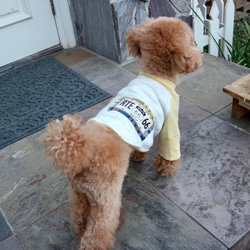 犬服 ♡ ミモザカラーのラグランTシャツ 長袖 1枚目の画像