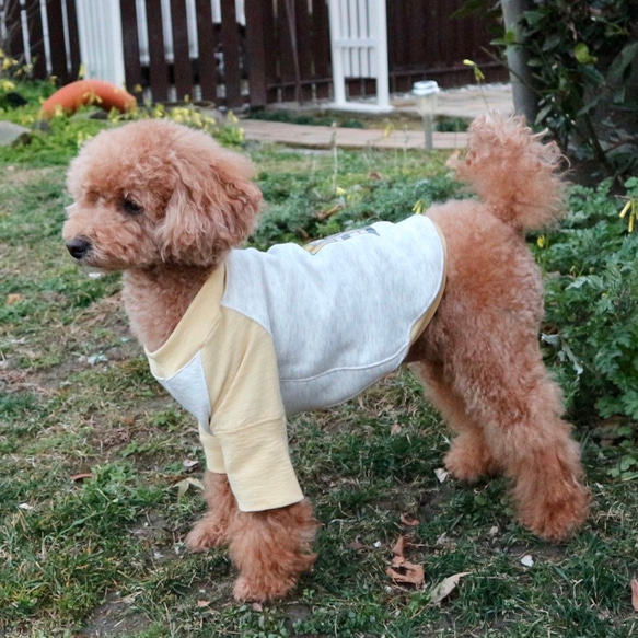 犬服 ♡ ミモザカラーのラグランTシャツ 長袖 5枚目の画像