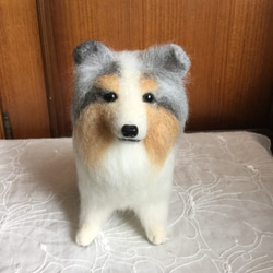 羊毛フェルト 犬 シェルティ ブルーマール 1枚目の画像