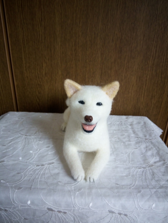羊毛フェルト 柴犬 白柴 （羊毛フェルト 白柴 白い犬 羊毛