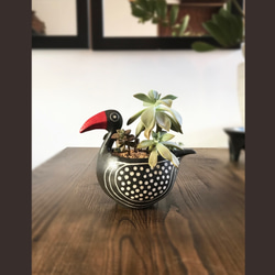 鳥/紅嘴（中）花盆花瓶 第2張的照片