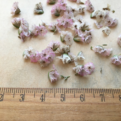 花材】ナチュラルドライフラワー/ハイブリッドスターチスのこぼれ花  