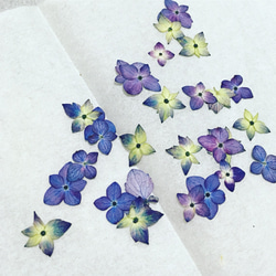 紫陽花 ロゼット ｈ 5枚目の画像