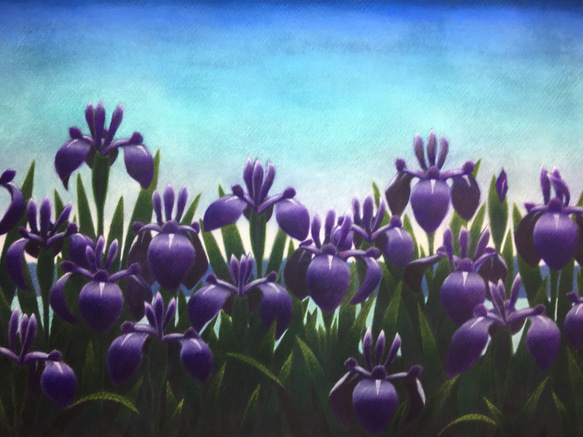 かきつばた。(燕子花) 