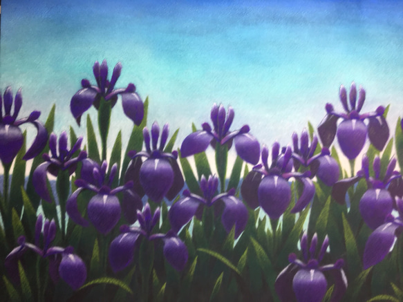 かきつばた。(燕子花) 