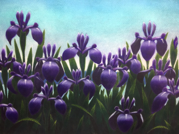 かきつばた。(燕子花) 