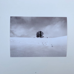 「嵐の木」〜富良野〜 2枚目の画像