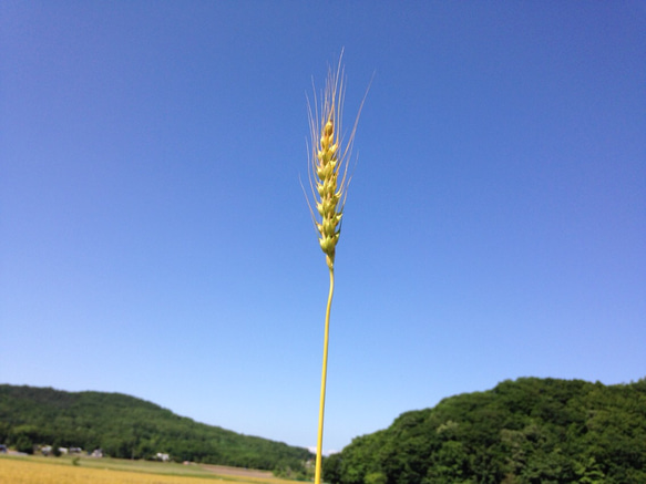 麦わら M 10㎝から19㎝ 50本 4枚目の画像