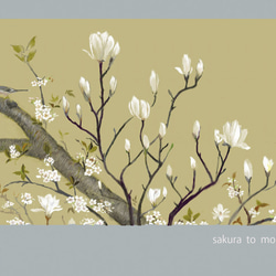 ポストカード　ミモザのころ　　桜と木蓮　檜扇水仙（クロコスミア）桜 2枚目の画像