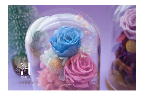 Hedy's ❤️[瓶中精靈*紫玫瑰/藍玫瑰] 永生花乾燥花禮物 玻璃盅微景觀 日本進口永生玫瑰 繡球花 折扣中❤️ 第7張的照片