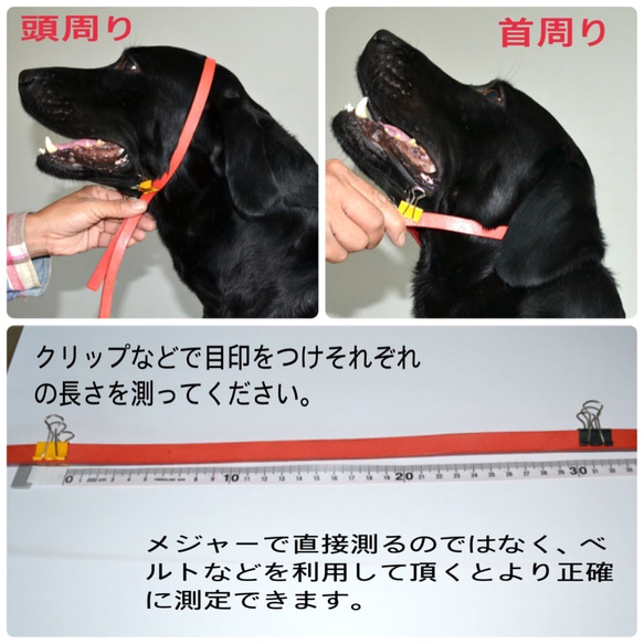 小型犬 オーダー 牛革編込みハーフチョーク 首輪　　 5枚目の画像