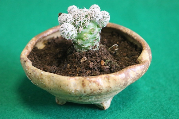ミニ盆栽鉢（黄瀬戸）(作品番号J-004) 一輪挿し・花瓶・花器 森
