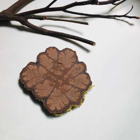 Carved_Chrysanthemum Coaster-Small 2枚目の画像