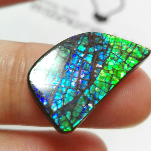 化石が産んだ宝石 鱗のような質感が素敵なカナディアンアンモライト