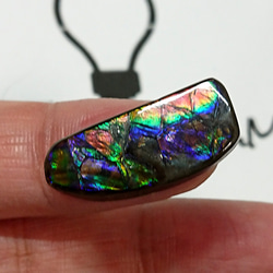 化石が産んだ宝石 珍しい3カラーの煌めきカナディアンアンモライト