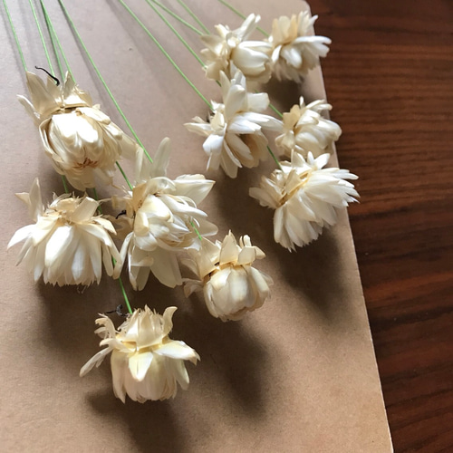 ヘリクリサム (貝殻草) 10本 /ドライフラワー その他素材 ux