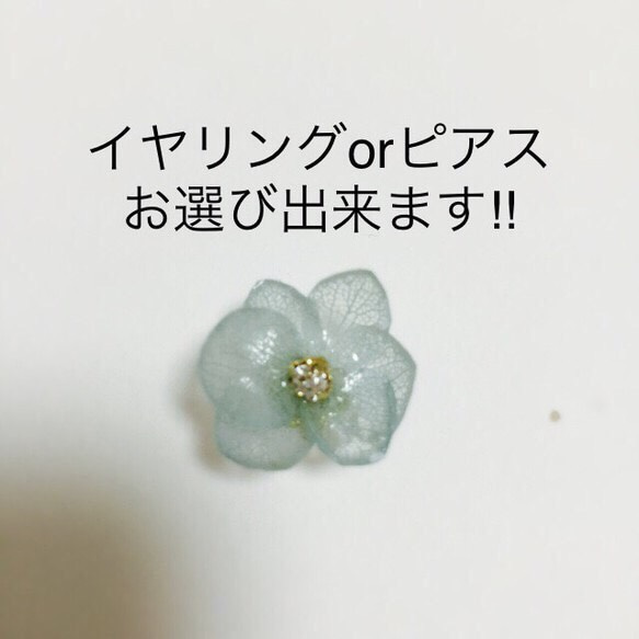 [再次上架]安娜貝勒繡球Iyakafu並設置的2個白色×淺藍耳環或耳環 第4張的照片